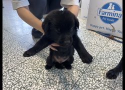 桃園市動物保護教育園區,編號:464275, 混種犬          