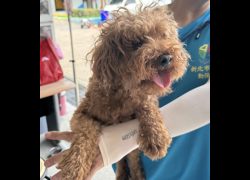 新北市板橋區公立動物之家,編號:464312, 貴賓犬        