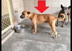 高雄市燕巢動物保護關愛園區,編號:464315, 混種犬          