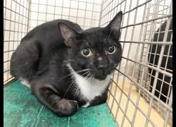 臺北市動物之家,編號:464334, 混種貓                 
