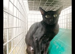 臺北市動物之家,編號:464337, 混種貓                 