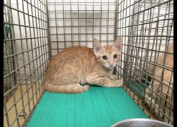 臺北市動物之家,編號:464340, 混種貓                 