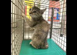 臺北市動物之家,編號:464344, 混種貓                 