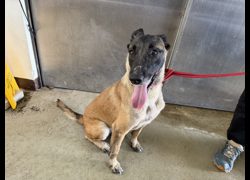 桃園市動物保護教育園區,編號:464443, 混種犬          