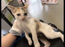 桃園市動物保護教育園區,編號:464493, 混種貓                 