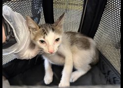 桃園市動物保護教育園區,編號:464494, 混種貓                 