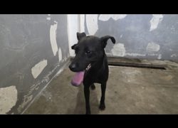 新竹市動物保護教育園區,編號:464495, 混種犬          
