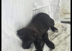 高雄市燕巢動物保護關愛園區,編號:464558, 混種犬          