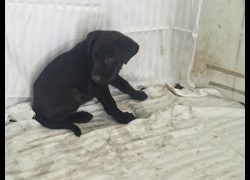 高雄市燕巢動物保護關愛園區,編號:464561, 混種犬          