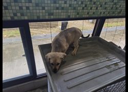 高雄市燕巢動物保護關愛園區,編號:464562, 混種犬          