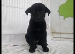 高雄市燕巢動物保護關愛園區,編號:464563, 混種犬          
