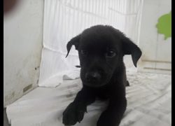 高雄市燕巢動物保護關愛園區,編號:464564, 混種犬          