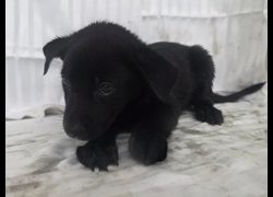高雄市燕巢動物保護關愛園區,編號:464565, 混種犬          