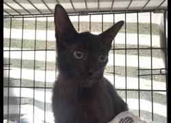 臺北市動物之家,編號:464663, 混種貓                 