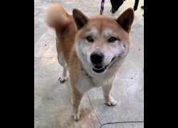 新北市新店區公立動物之家,編號:464714, 混種犬          