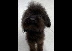 基隆市寵物銀行,編號:464720, 混種犬          