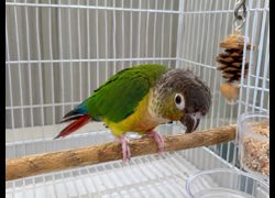 新竹市動物保護教育園區,編號:464747, 錐尾鸚鵡（小太陽）