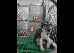 臺東縣動物收容中心,編號:464748, 混種犬          