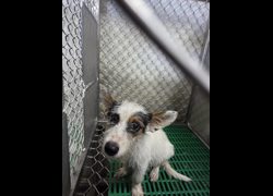 臺東縣動物收容中心,編號:464749, 混種犬          