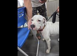 臺東縣動物收容中心,編號:464783, 混種犬          