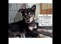 雲林縣流浪動物收容所,編號:463969, 柴犬                  