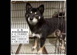 雲林縣流浪動物收容所,編號:463970, 柴犬                  