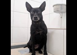 新竹縣動物保護教育園區,編號:464844, 混種犬          