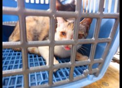南投縣公立動物收容所,編號:464883, 混種貓                 