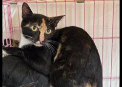 臺北市動物之家,編號:464895, 混種貓                 