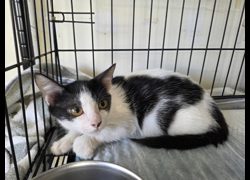 臺北市動物之家,編號:464961, 混種貓                 