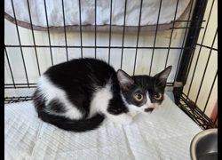 臺北市動物之家,編號:464962, 混種貓                 