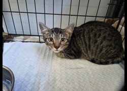 臺北市動物之家,編號:464963, 混種貓                 