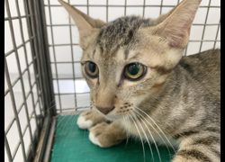 臺北市動物之家,編號:464983, 混種貓                 