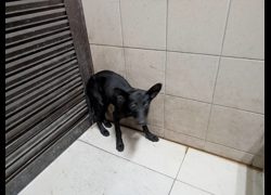 高雄市燕巢動物保護關愛園區,編號:465034, 混種犬          
