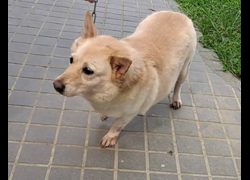臺中市動物之家后里園區,編號:465120, 混種犬          
