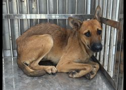 彰化縣流浪狗中途之家臨時收容所,編號:465118, 混種犬          