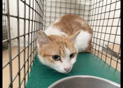 臺北市動物之家,編號:465124, 混種貓                 