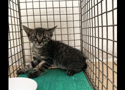 臺北市動物之家,編號:465127, 混種貓                 