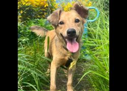 臺南市動物之家灣裡站,編號:448626, 混種犬          