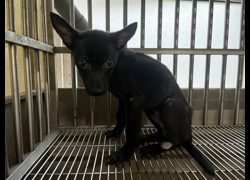 桃園市動物保護教育園區,編號:465134, 混種犬          