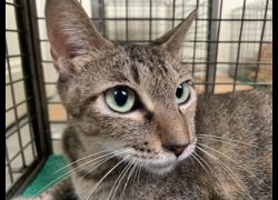 臺北市動物之家,編號:465136, 混種貓                 