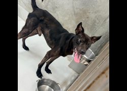 基隆市寵物銀行,編號:465151, 混種犬          