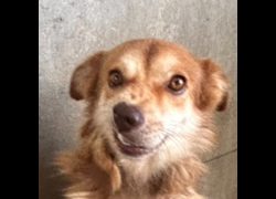 澎湖縣流浪動物收容中心,編號:464860, 混種犬          