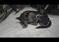 新竹市動物保護教育園區,編號:465266, 混種犬          