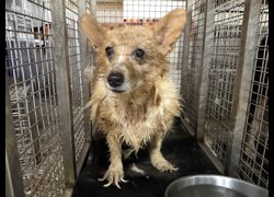 高雄市壽山動物保護教育園區,編號:465367, 威爾斯柯基犬              