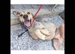 新竹縣動物保護教育園區,編號:462760, 混種犬          