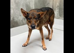 基隆市寵物銀行,編號:465381, 混種犬          