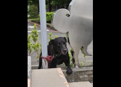 嘉義市動物保護教育園區,編號:465402, 混種犬          