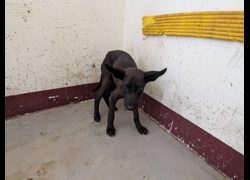 高雄市燕巢動物保護關愛園區,編號:465403, 混種犬          