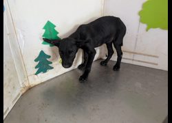 高雄市燕巢動物保護關愛園區,編號:465405, 混種犬          